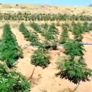 bingolde 23 bin kok kenevir ele gecirildi UP672UeI