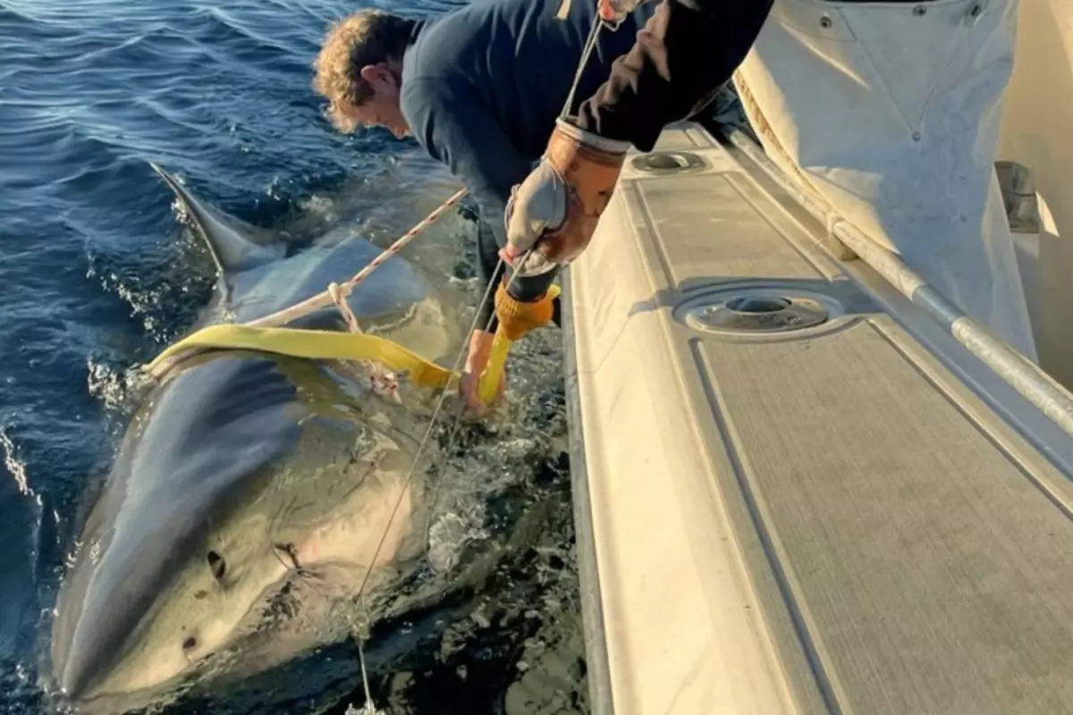 atlantikte yakalanan en buyuk beyaz kopekbaligi bilim dunyasini sasirtti 8xvdPZgd