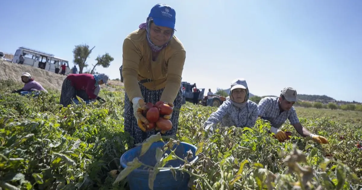 mersinde yuzde 70 hibeli domates fidesi destegi kixEz6st