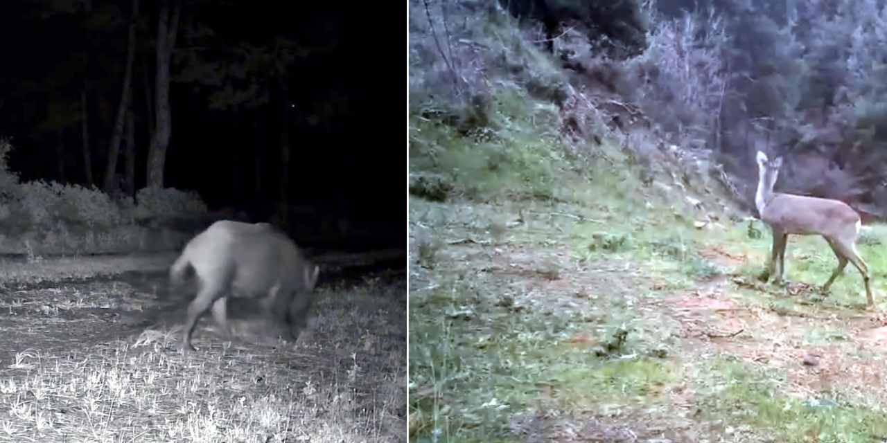 Tekirdağ’da Yaban Hayatı Kameralara Yansıdı: Karacalar ve Domuzlar Aynı Yolda İz Bıraktı